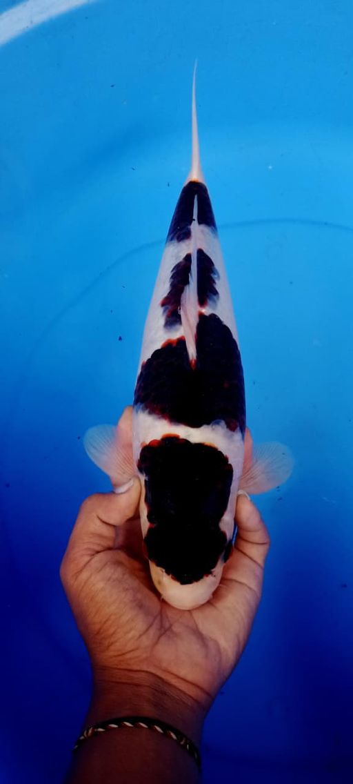 SUPER QUALITYBUDO GOROMO SIZE 34cm