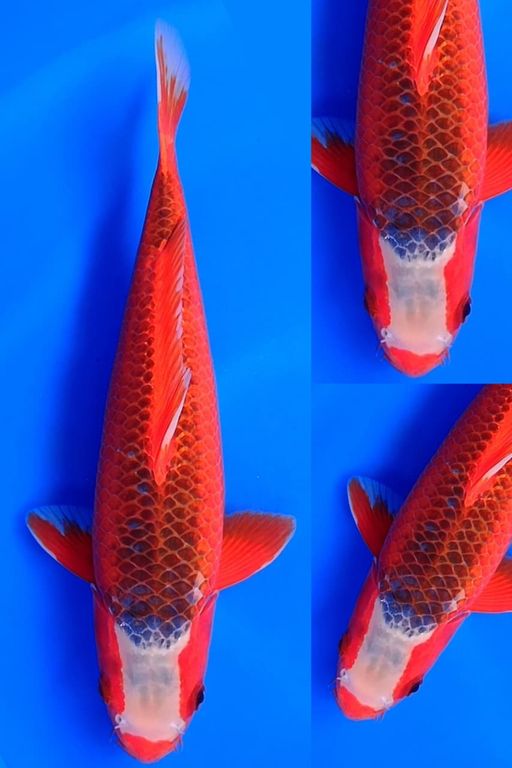 UNIQ HI ASAGI F1 OTSUKA TINGGAL NUNGGU MERAH FINISH MALE 35cm