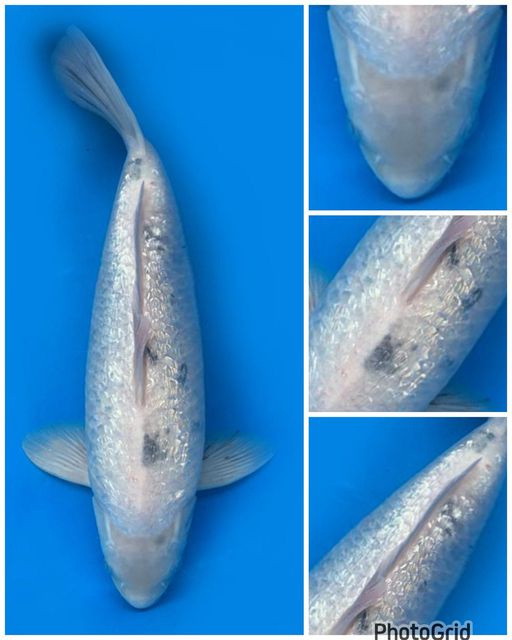 BEKKO GINDRIN MALE 42cm