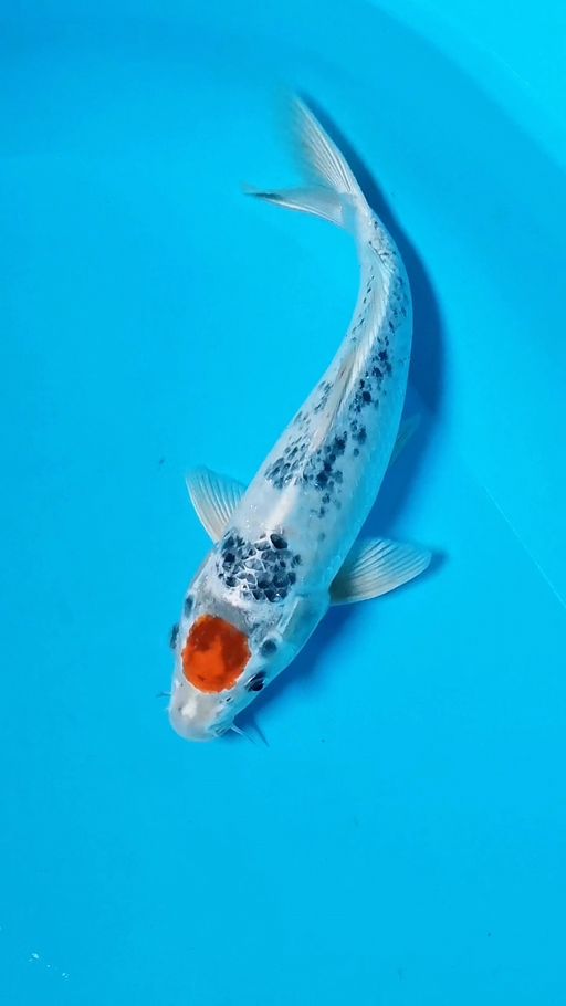 TANCHO KAGE SHOWA 36cm