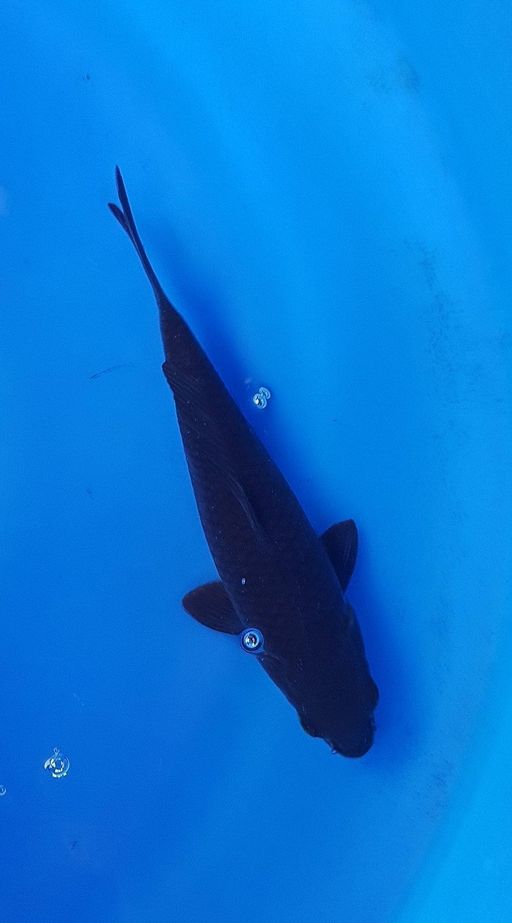 KARASU SUPER BLACK 22cm