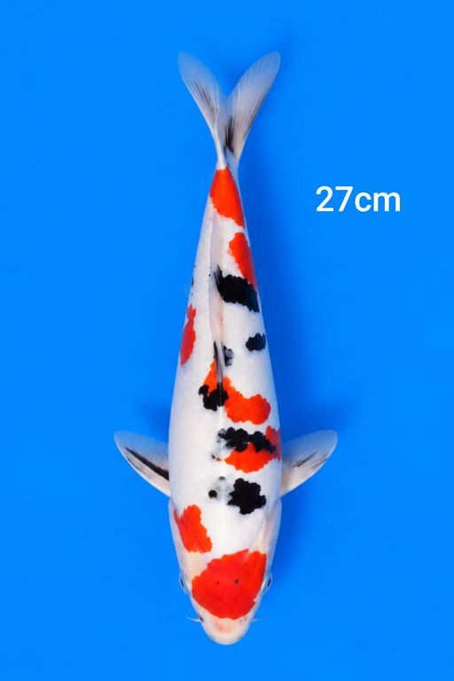 SANKE DOITSU 27cm