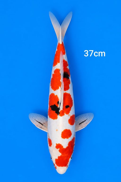 SANKE DOITSU 37cm