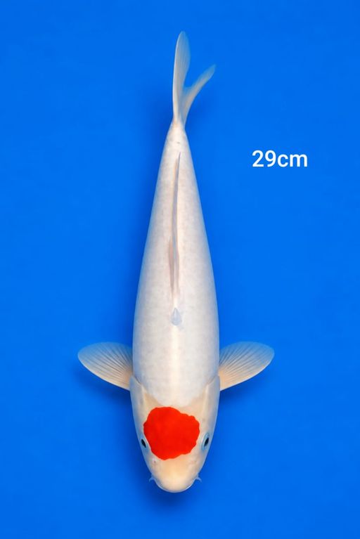 TANCHO 29cm