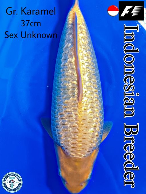 SUPERB HIGH QUALITY F1 GINRIN KARAMEL INDONESIAN BREEDER 37cm