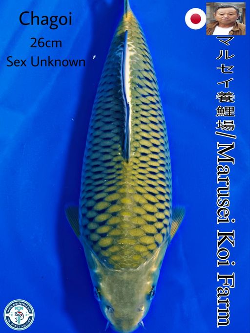 SUPERB HIGH QUALITY JUMBO TOSAI CHAGOI IMPORT FROM MARUSEI KOI FARM 26cm