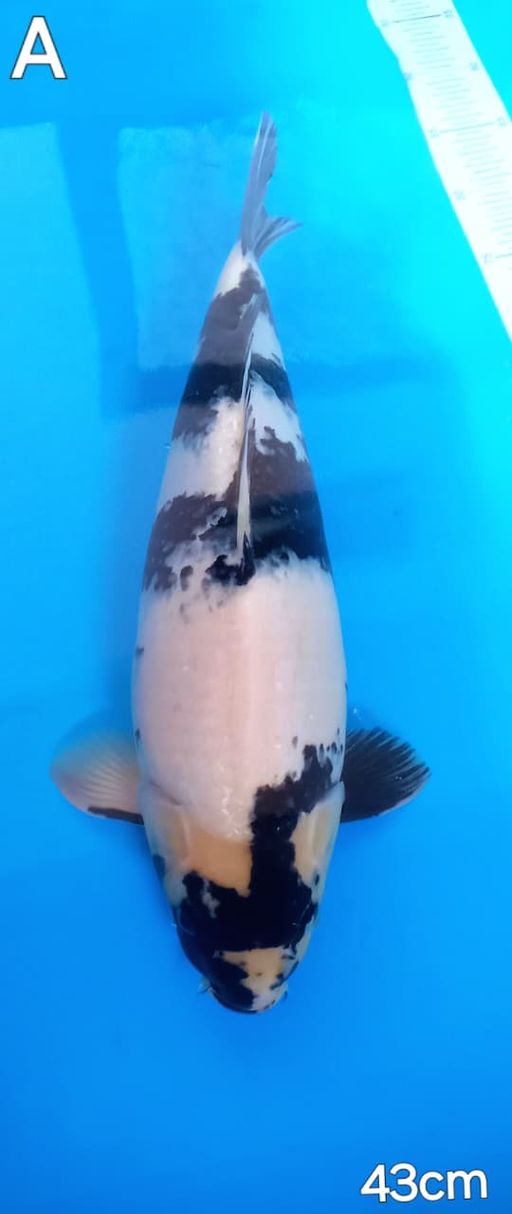 SIRO LINE OMOSAKO BAKAT JUMBO TULANGAN BESAR 43cm