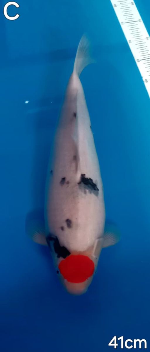 TANCO SANKE BAKAT JUMBO TULANGAN BESAR BERJITAI SUPER SKIN 41cm