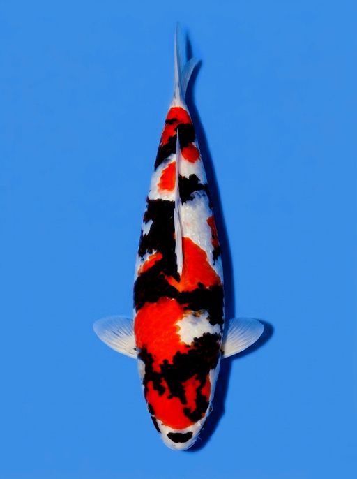 SHOWA SANSOKU SHOW QUALITY PATREN MEWAH MERAH STRONG DAN HALUS SUMINYA PEKAT SANGAT CAKEP DIKOLEKSI UNCHEK 45cm