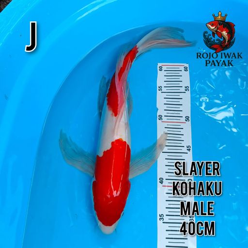 SLAYER KOHAKU LANGKA 40cm