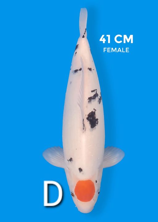 TANCO SANKE 41cm