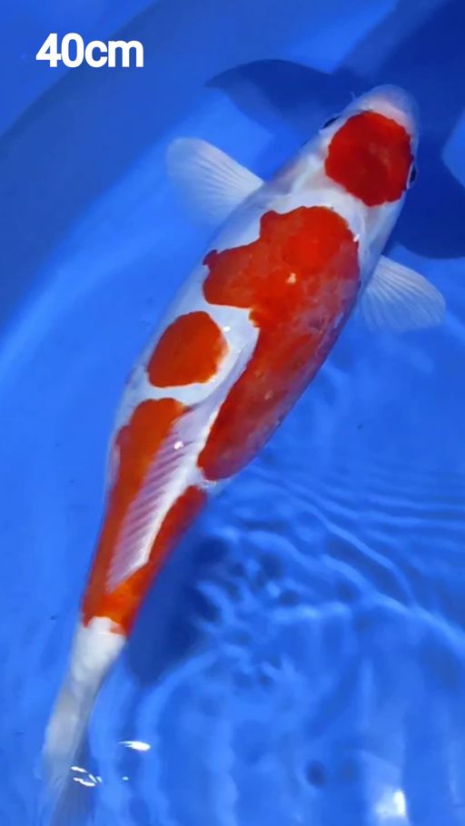 DOITSU MARUTEN KOHAKU 40cm