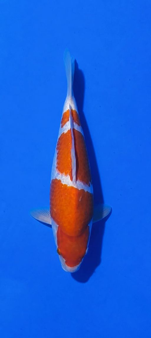 KOHAKU 35cm