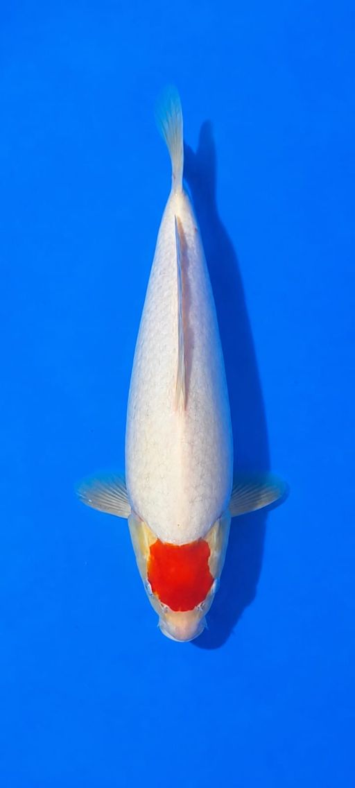 KOHAKU 35cm