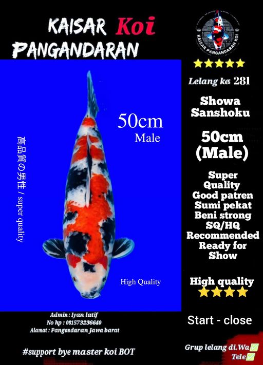 SQ SHOWA SANSHOKU 50cm