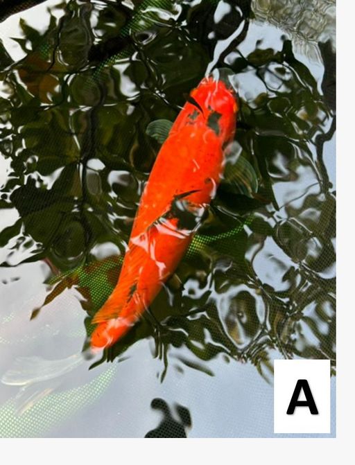 HI UTSURI SUPER REDSTRONG 40cm