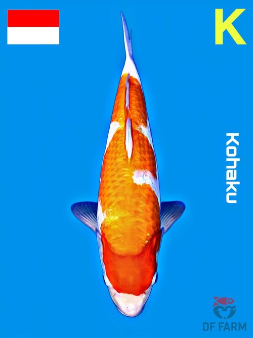 KOHAKU F1 IMPORT JEPANG 38cm