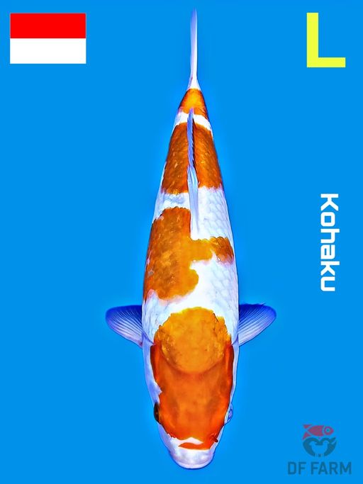 KOHAKU F1 IMPORT JEPANG 35cm