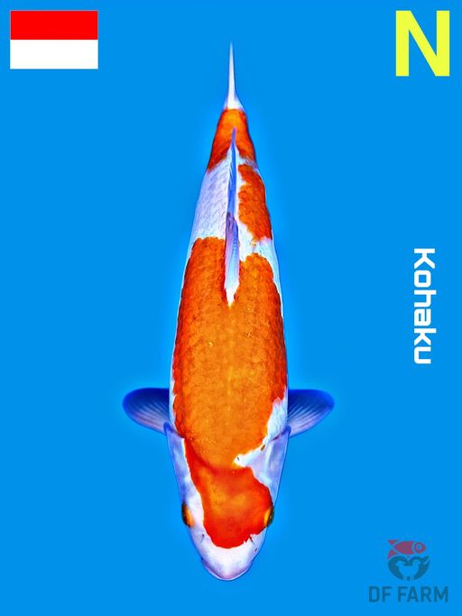 KOHAKU F1 IMPORT JEPANG 36cm