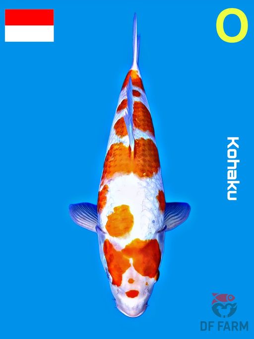 KOHAKU F1 IMPORT JEPANG 38cm