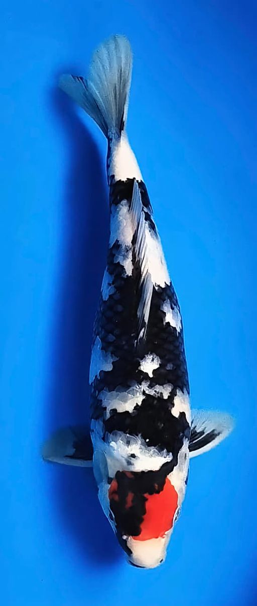 TANCHO SHOWA 34cm