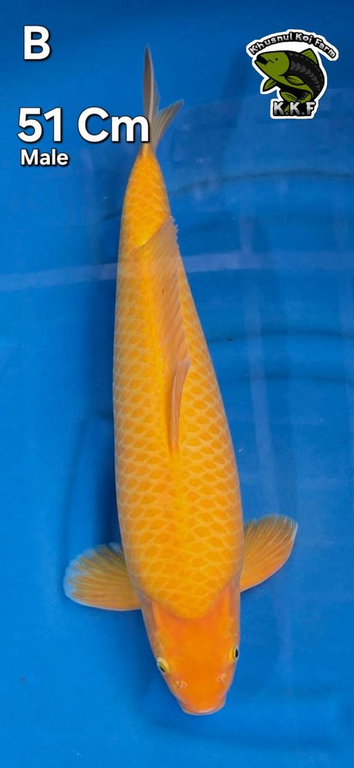 MANGGO KARASI KKF 51cm