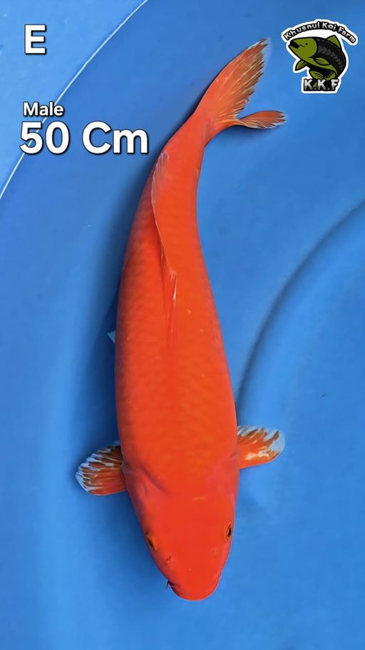 RED BENIGOI 49cm