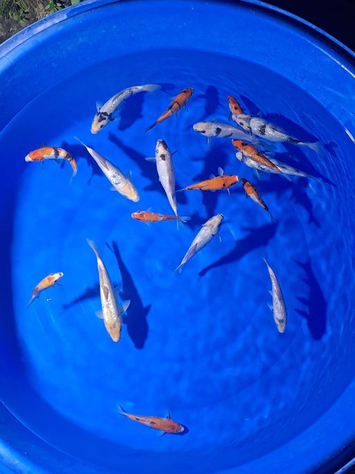 PAKET GINRIN BREEDBUDI GLAGAH UP TO 25cm