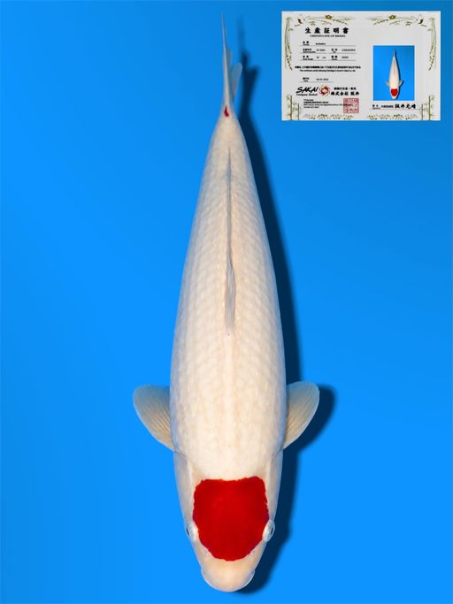 HQ TC KOHAKU SAKAI CO LTD KOI FARM 24cm