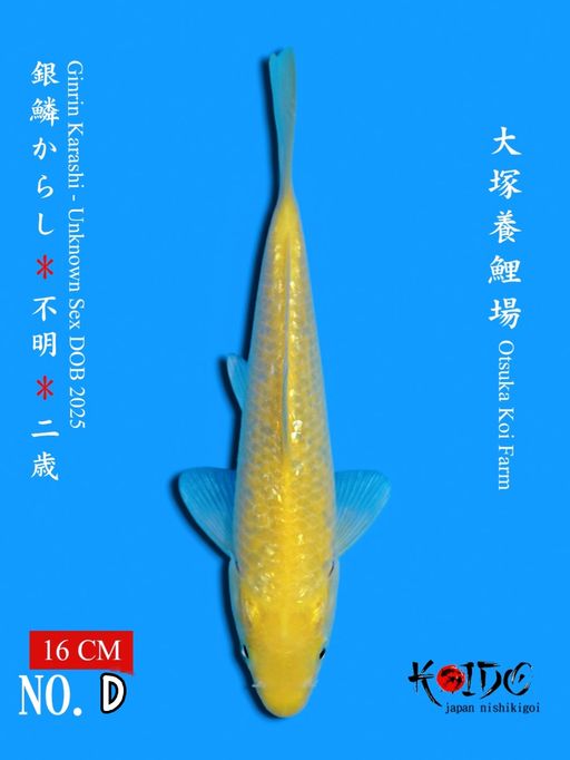 GINRIN KARASHI IMPORT JAPAN FROM OTSUKA 16cm