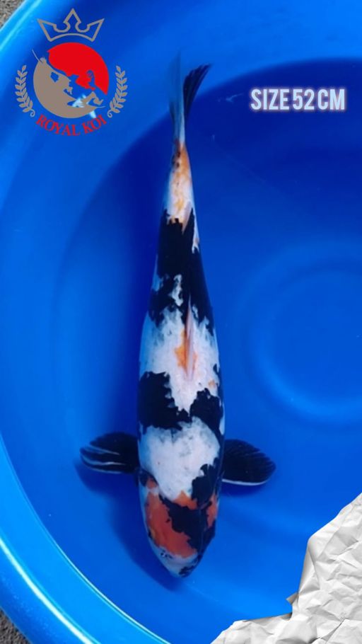 TANCHO SHOWA SIZE 52cm
