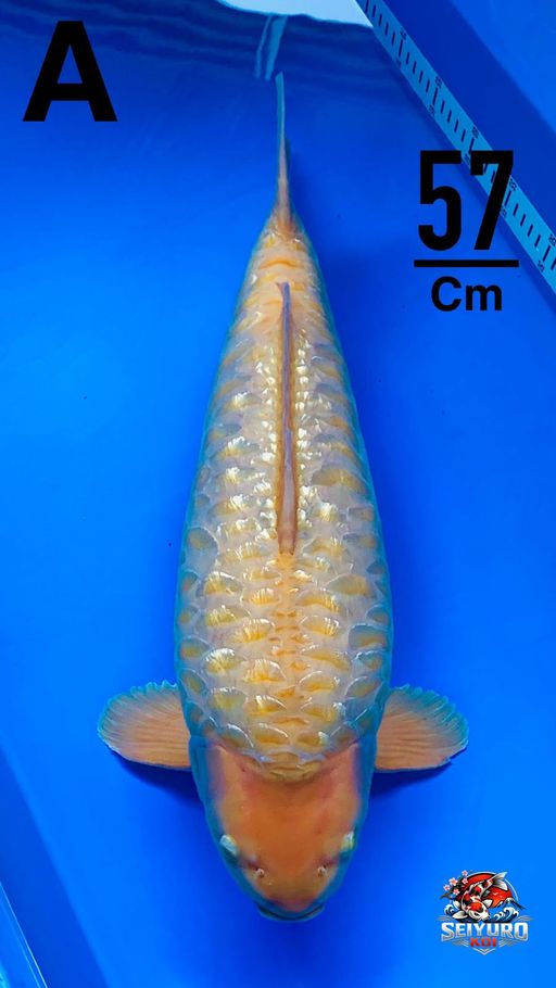 SQ SPESIAL SUPERAN KARAMEL ARAGOKE BERPUNUKBULKY QUALITY RING RAPI UTUH BAGUS IKAN CALON TOP GAS BOSKU57cm