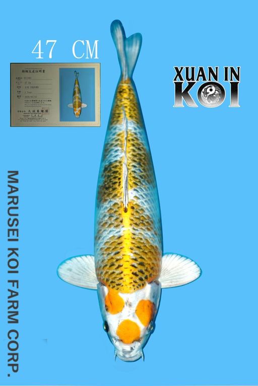 IMPORT MARUSEI KUJAKU HQ 47cm