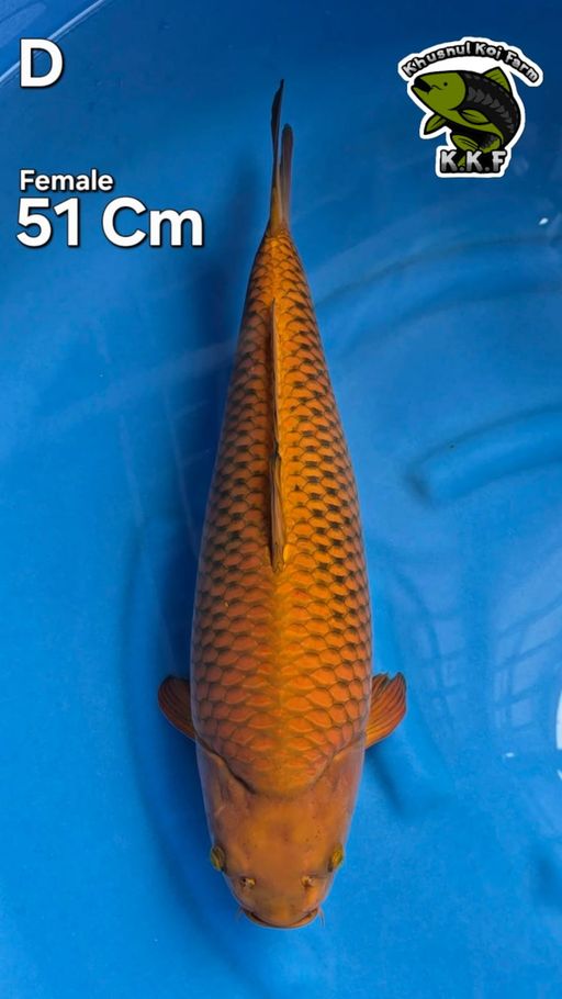 CHAGOI TEMBAGA KKF 51cm