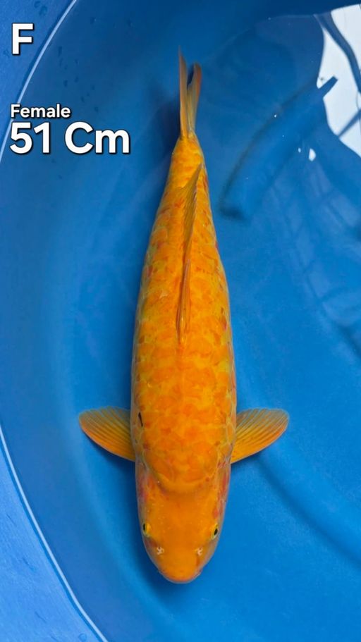 ARAGOKE MANGGO KARASI 51cm