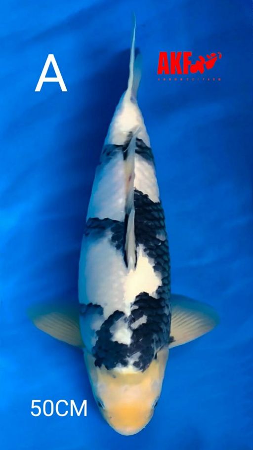 QUALITY SIRO BY AKF BODY TEBAL CALON MONSTER KOLAM 50cm