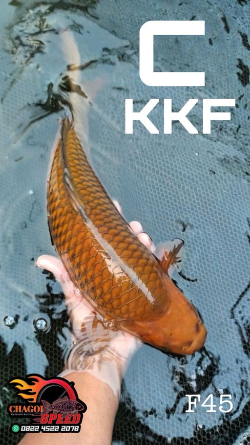 CHAGOI KKF 45cm