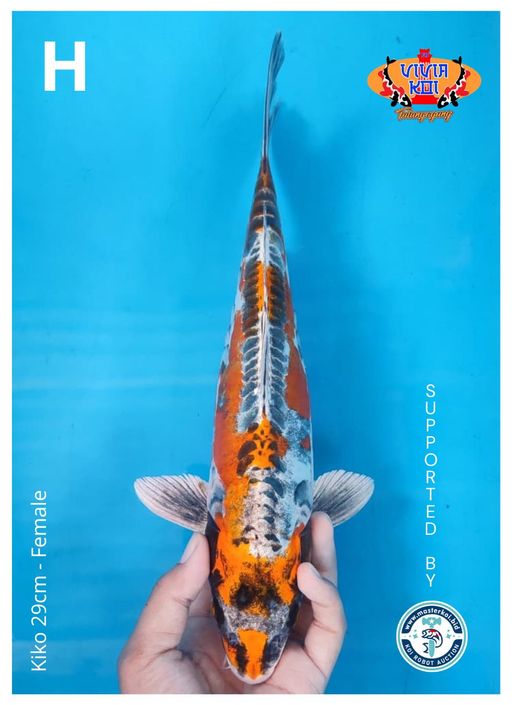 KIKO 29cm