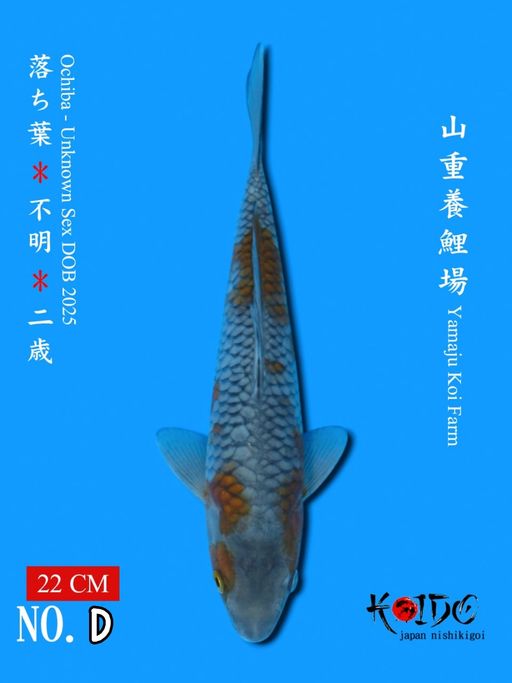 OCHIBA IMPORT JAPAN FROM YAMAJU CERTIFICATE 22cm