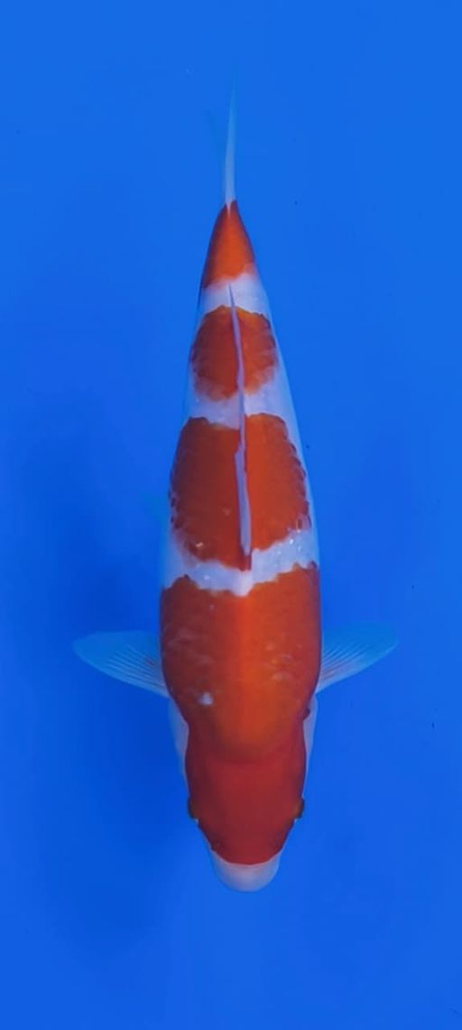 KOHAKU 36cm