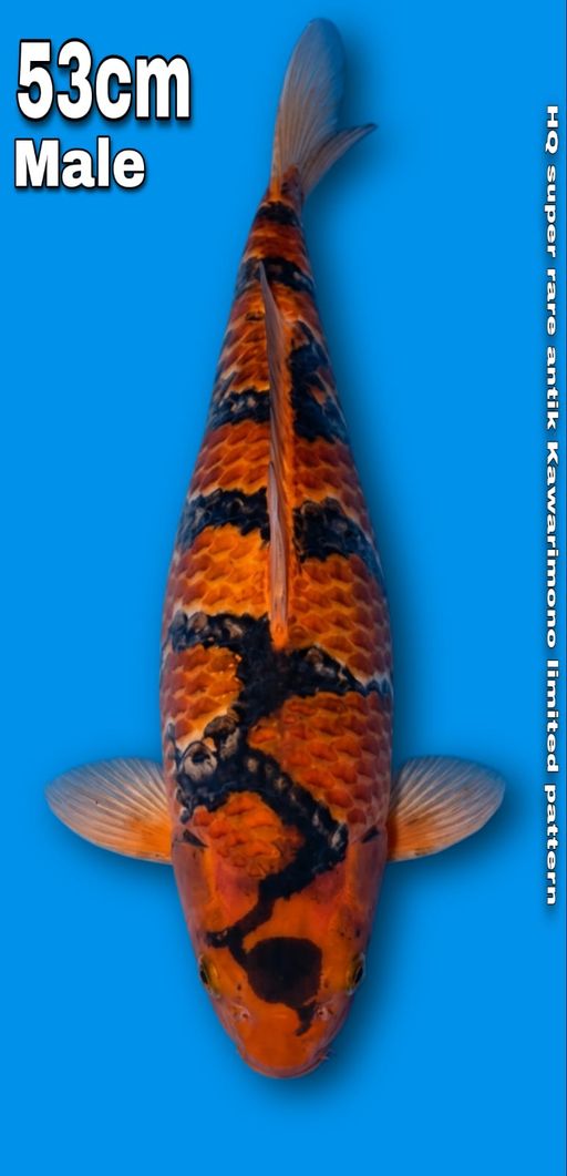 HQ SUPER RARE LIMITED KAWARIMONO MALE 53cm