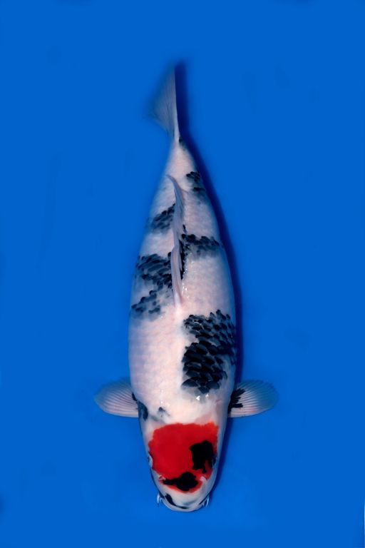 TC SHOWA ISA 57cm