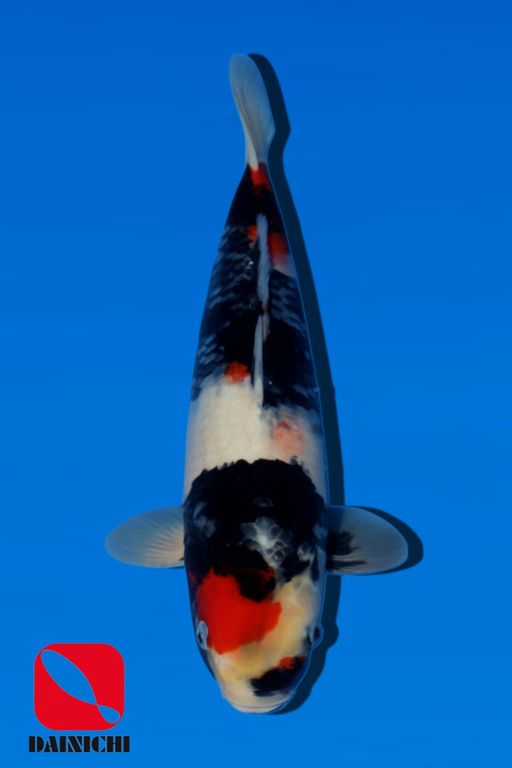SHOWA DAINICHI FARM 37cm