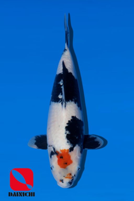 TANCHO SHOWA DAINICHI FARM 40cm
