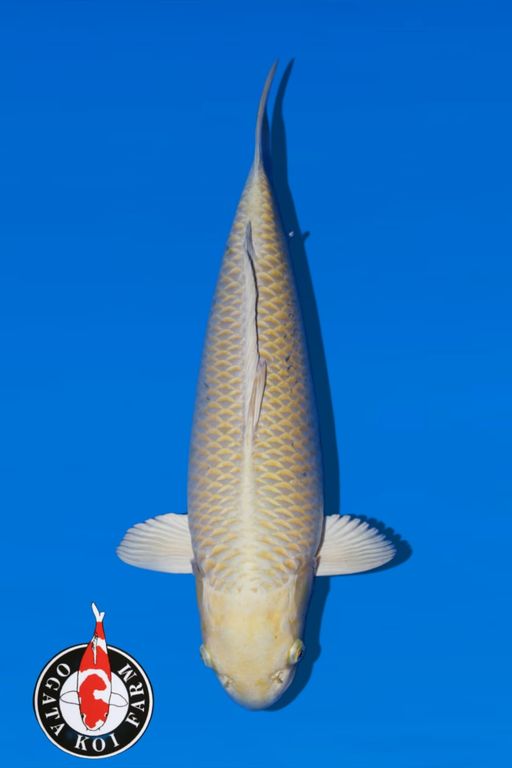 MUKASI OGON OGATA FARM 50cm