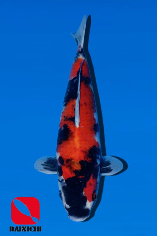 SHOWA DAINICHI 33cm