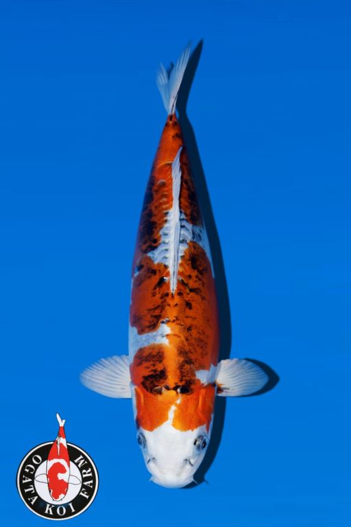 BENI KIKO OGATA FARM 42cm