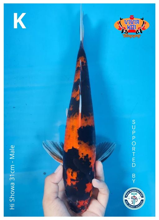 HI SHOWA 31cm