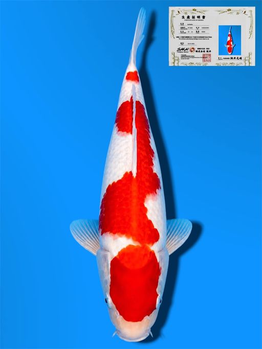 HQ KOHAKU SAKAI CO LTD KOI FARM BIBIR TIDAK SIMETRIS 32cm