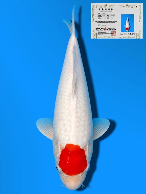 HQ TC KOHAKU SAKAI CO LTD KOI FARM 32cm